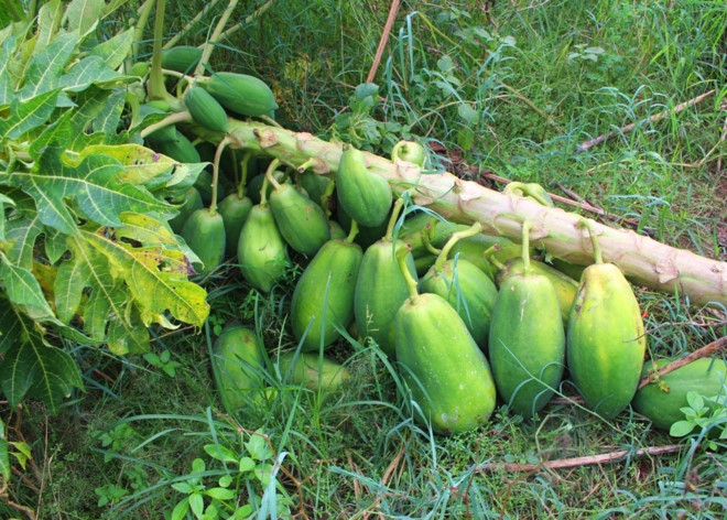  Du du mien Tay gia 500 dong mot kg van khong co nguoi mua hinh anh 2