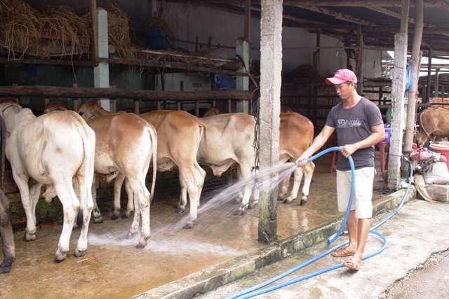  Mỗi ngày các trại bò bán ra từ 5 - 7 con bò giống chất lượng cho người chăn nuôi. 