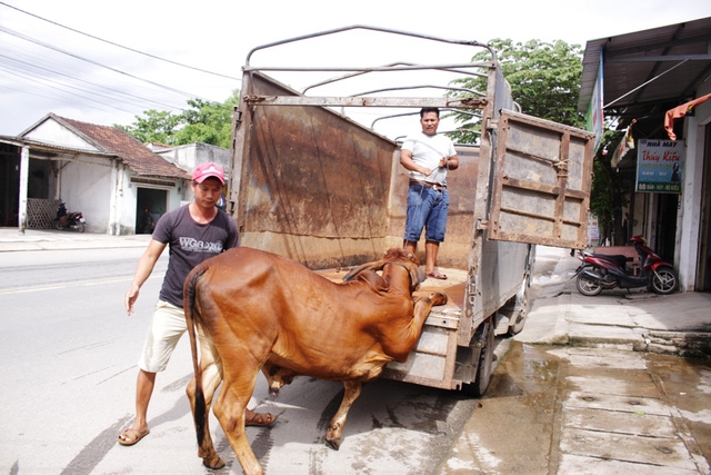  Sau khi chọn được chú bò ưng ý, người mua sẽ được chủ trại lấy thông tin liên lạc để hỗ trợ chăm sóc bò trong tháng đầu tiên. 