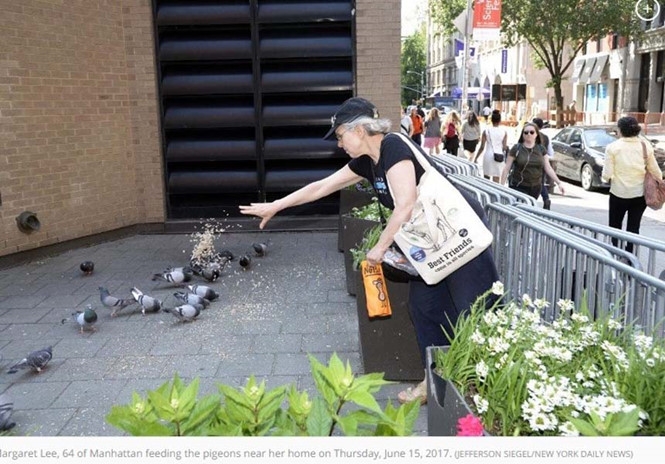 Bà Lee, 64 tuổi cho đàn chim bồ câu trời ăn hàng ngày /// Ảnh chụp màn hình New York Daily News