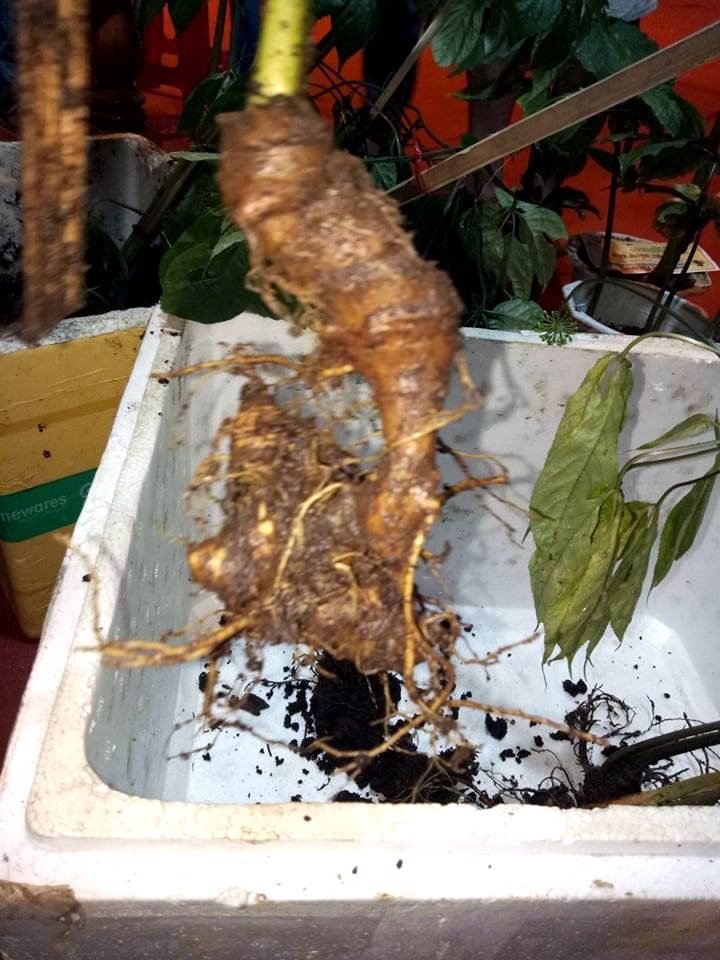 tỏi Trung Quốc, sâm Ngọc Linh, thịt bò, thịt lợn, dứa, sầu riêng, thực phẩm bẩn
