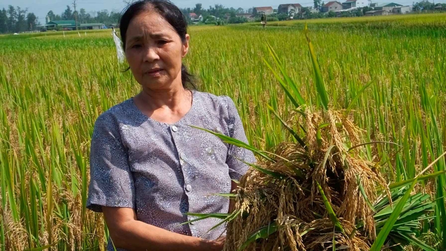 mất mùa, bệnh đạo ôn, mất mùa ở Hà Tĩnh, giống lúa Thiên Ưu