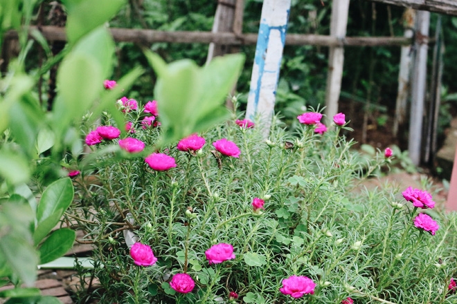 Chuyện tình yêu của cụ ông tự tay trồng và chăm sóc cả một vườn hoa ngát hương bên mộ phần người vợ đã khuất - Ảnh 7.