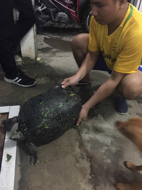 bat-duoc-rua-15kg-co-van-nhu-vo-dua-hau-o-ha-noi