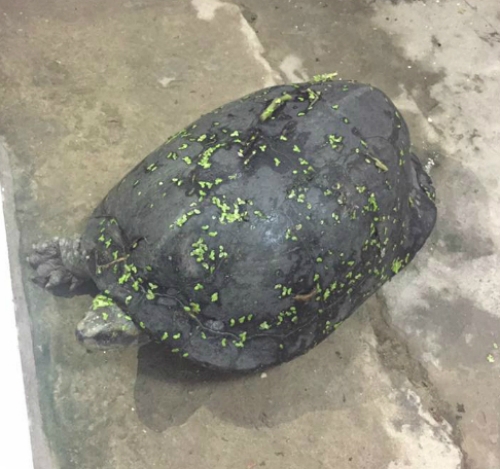 bat-duoc-rua-15kg-co-van-nhu-vo-dua-hau-o-ha-noi-1