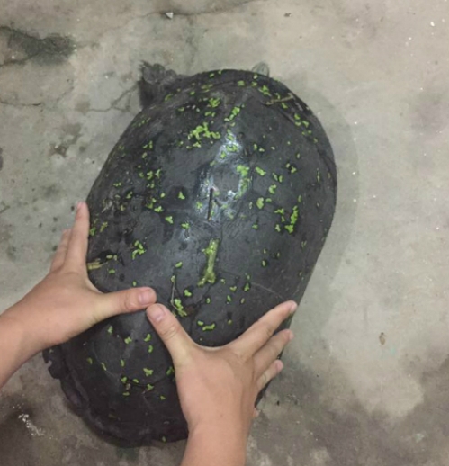bat-duoc-rua-15kg-co-van-nhu-vo-dua-hau-o-ha-noi-2
