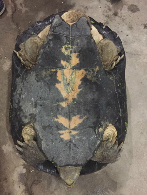bat-duoc-rua-15kg-co-van-nhu-vo-dua-hau-o-ha-noi-3