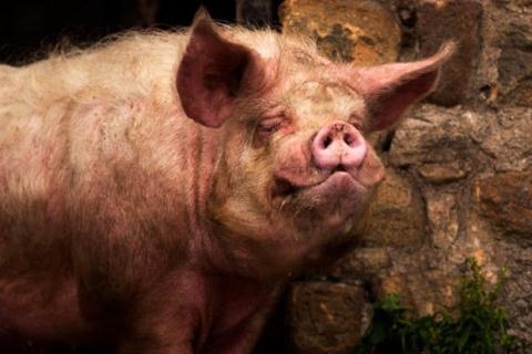 Bị chủ kích động, gia súc là con lợn trưởng thành đã trở nên hung dữ. (Ảnh Daily Star) 