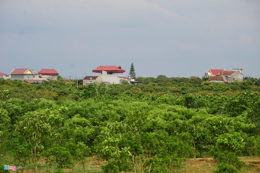 Chuyen la o vua vai thieu lon nhat mien Bac hinh anh 1