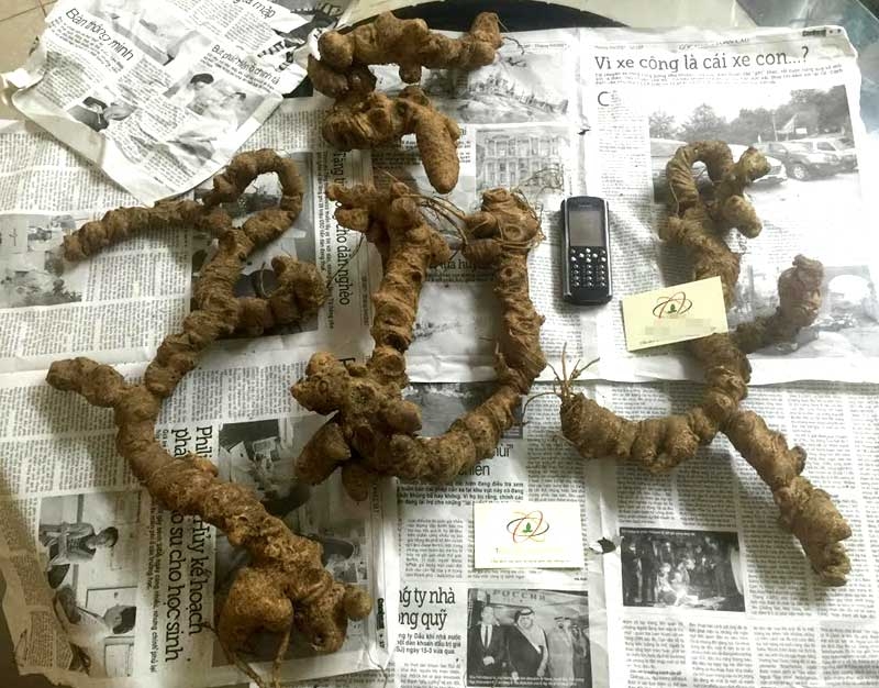 thịt lợn, tam thất, thịt chó, thực phẩm bẩn, rau sạch, tỏi Trung Quốc, quả thanh mai