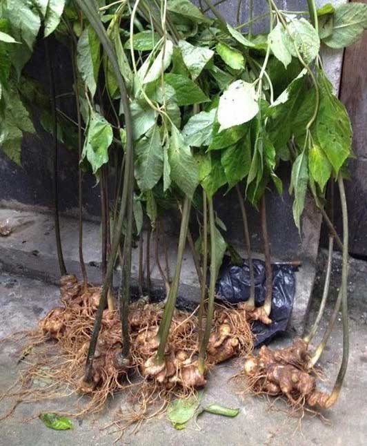 tam thất rừng, tam thất trồng, sâm ngọc linh
