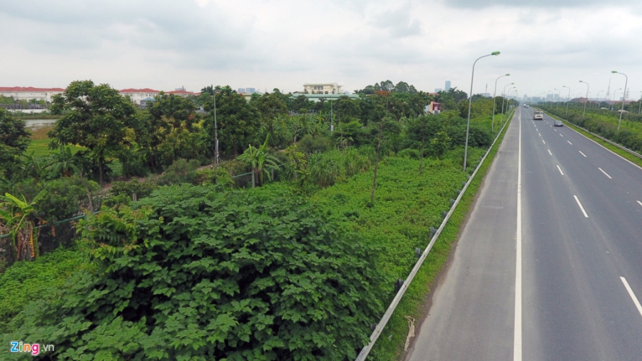 Dai lo Thang Long thanh rung sau mot nam dung chi tien cat co hinh anh 1