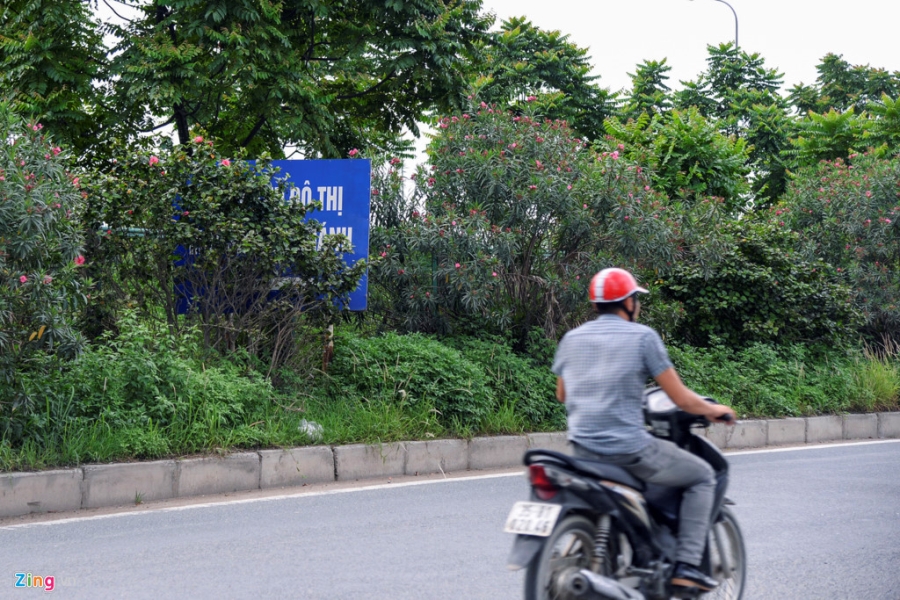 Dai lo Thang Long thanh rung sau mot nam dung chi tien cat co hinh anh 5