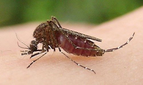 viêm não, viêm não Nhật Bản, viêm não virus