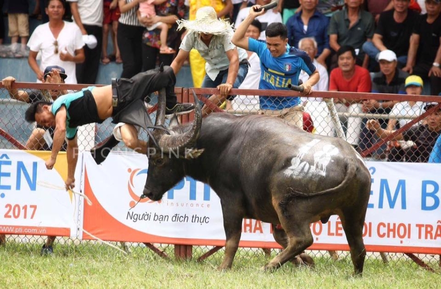 trau chọi húc nguòi ỏ dò son: súc khỏe chủ trau rát xáu hinh anh 1