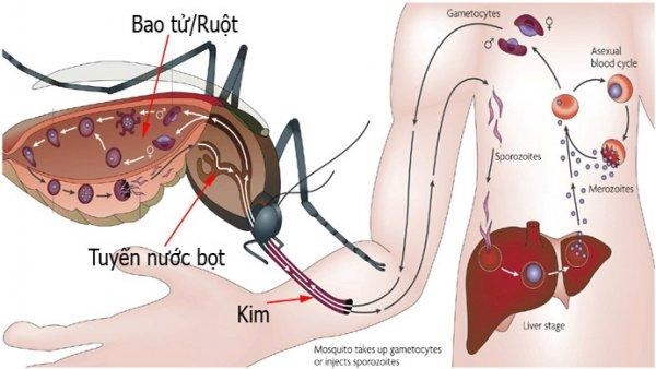 cach-phan-biet-sot-xuat-huyet-sot-phat-ban-1