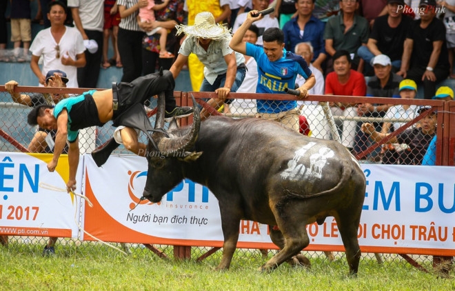 'Trau choi huc chet chu di ung voi mau do, vang' hinh anh 1