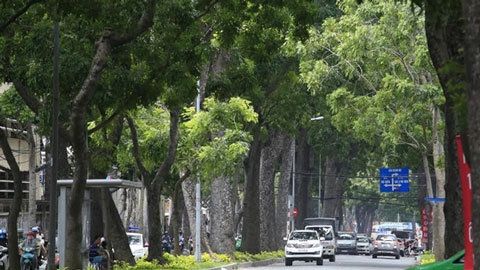 cây xanh, TP.HCM, Bùi Xuân Cường, quận 1, Khu đô thị Thủ Thiêm