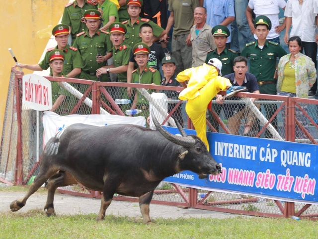  Con trâu số 18 đã có biểu hiện bất thường từ trước đó nhưng vẫn lọt vào trận đấu loại (ảnh: Tuấn Canon) 