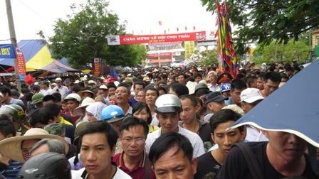 chọi trâu, Đồ Sơn, Hải Phòng, trâu chọi húc chết chủ, trâu điên