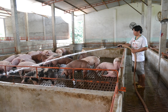 Dù biết tiếp tục nuôi là tiếp tục chịu lỗ nhưng ông Đào Hữu Thuận, ấp Võ Dõng 1, xã Gia Kiệm, huyện Thống Nhất vẫn cứ phải nuôi vì ngưng nuôi là phá sản ngay.