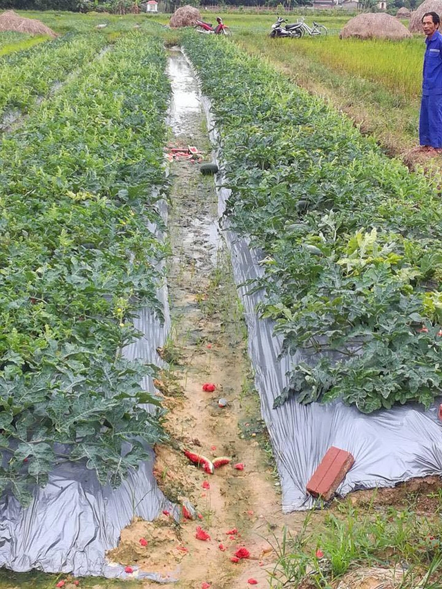 Nhiều quả dưa bị kẻ xấu đập nát tại ruộng
