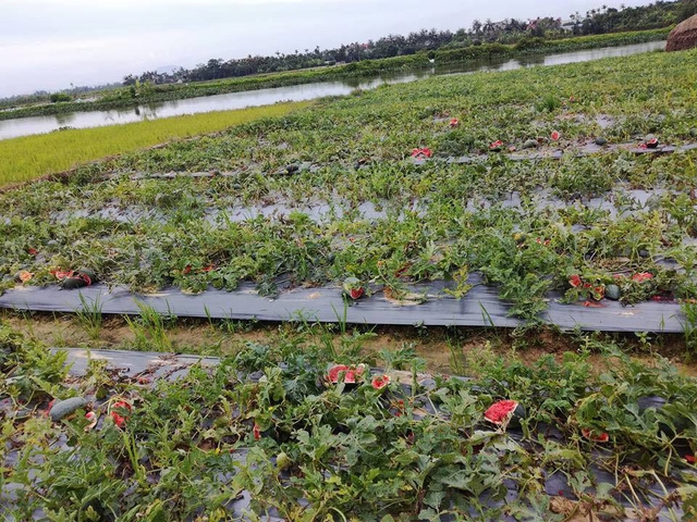  Những ruộng dưa nát bấy khiến người nông dân phẫn nộ, xót xa. 