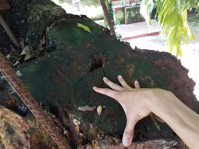 anh: xot xa nhin cay sua 100 ty sap hoa “cui muc” hinh anh 6