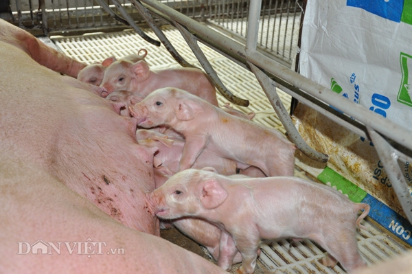 trung quoc se nhap 2,4 trieu tan thit lon xe, nd lo tang gia lon ao hinh anh 2