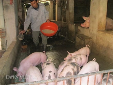 trung quoc se nhap 2,4 trieu tan thit lon xe, nd lo tang gia lon ao hinh anh 3