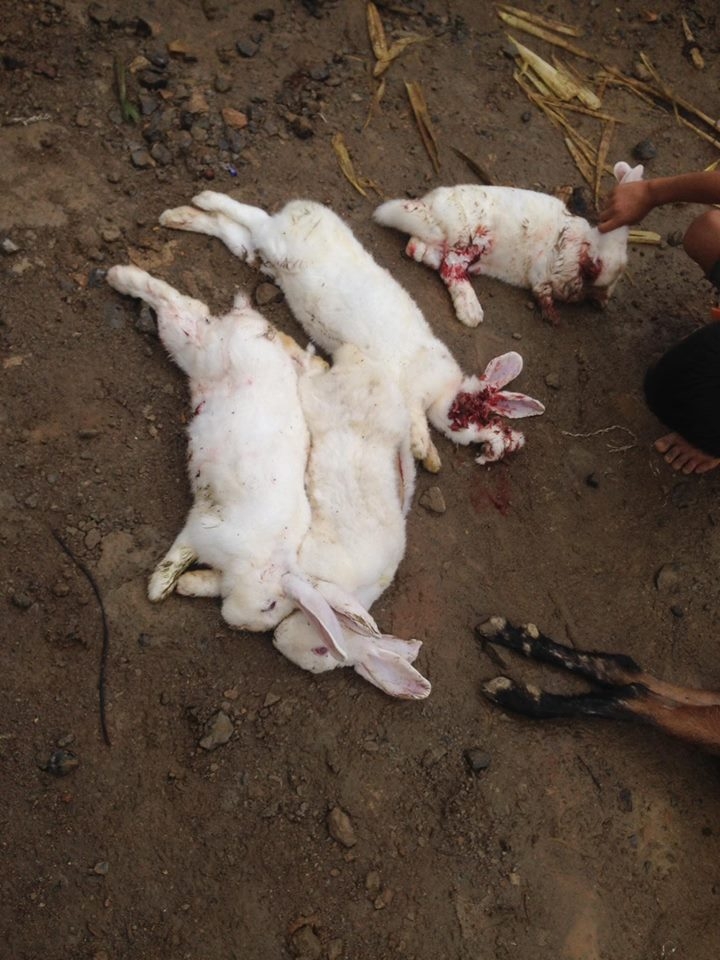 son la: mua lon, bat ngo sat lo da de bep nha dan hinh anh 6