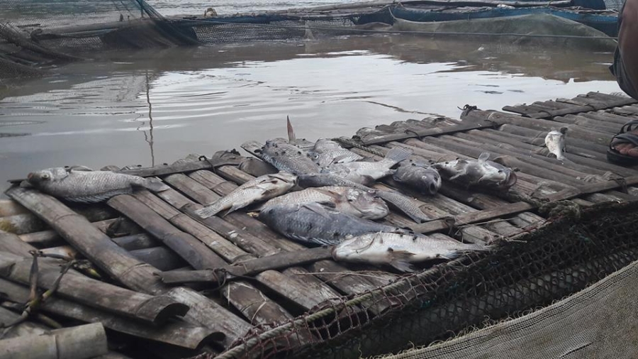 ca chet trang long do thuy dien hoa binh xa lu: dan khoc nhu mua hinh anh 1
