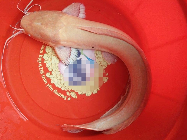 Con cá trê có màu vàng óng mà anh Ái bắt được