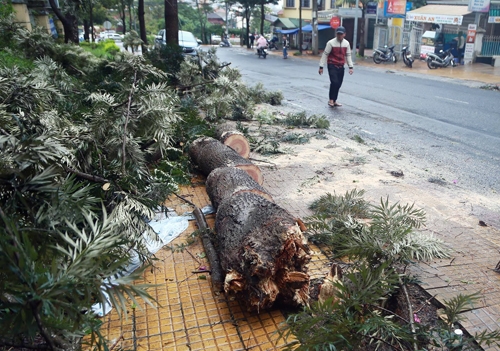 Cây xanh trên đường Trần Lê bị gãy đổ. Ảnh: Khánh Hương.