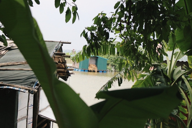 Bãi giữa sông Hồng biến thành ốc đảo sau những ngày mưa lớn, cuộc sống của người dân bị đảo lộn - Ảnh 7.