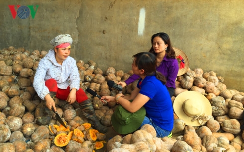 son la nong dan chieng sung lao dao vi bi do rot gia hinh 2