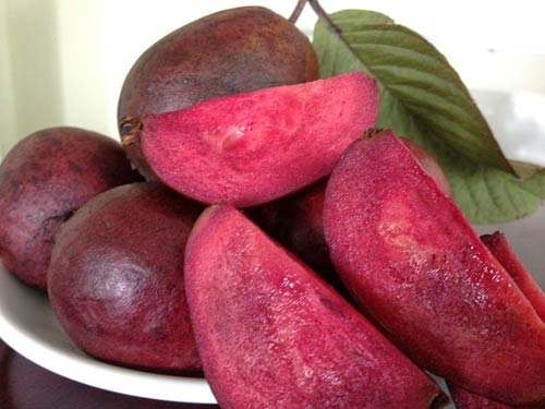 phat sot vi giong oi sim ruot tim, co hoa no gia 1,2 trieu d/cay hinh anh 4