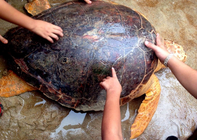 Rua bien quy hiem nang 70 kg mac luoi ngu dan Quang Tri hinh anh 2