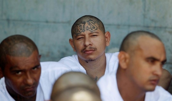 ms 13