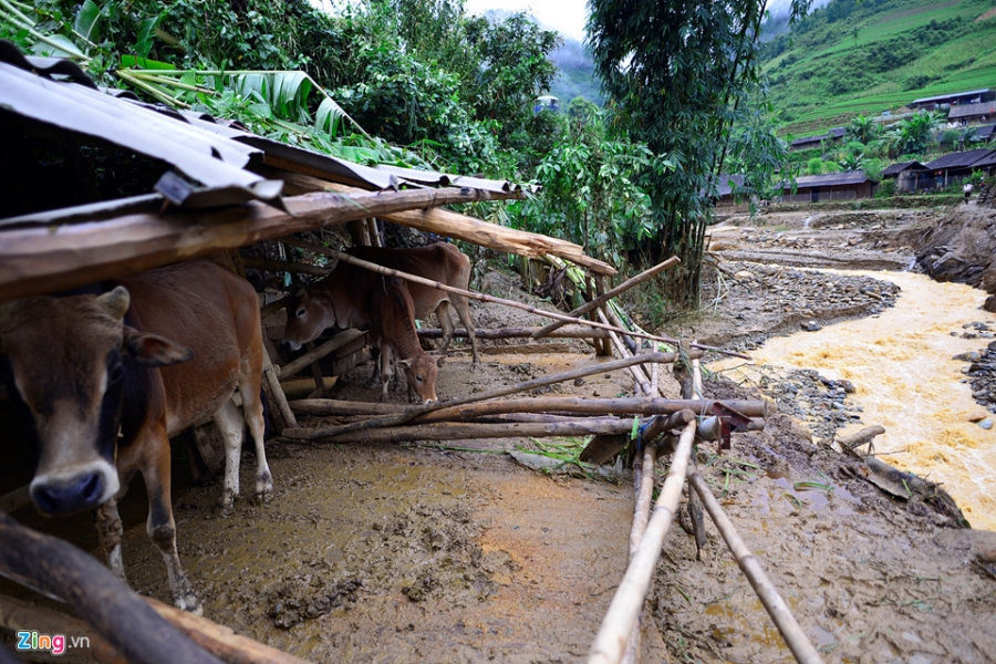 Canh tieu dieu o ron lu Mu Cang Chai hinh anh 5