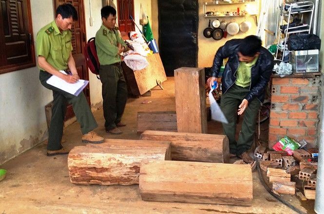 Kiểm lâm kiểm tra số gỗ thông đỏ trong nhà ông Nhẫn chiều tối 3.8 /// Ảnh: G.B