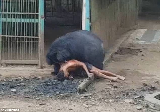 Thái Lan: Đói ăn, gấu khổng lồ kéo người vào chuồng cắn xé - 1