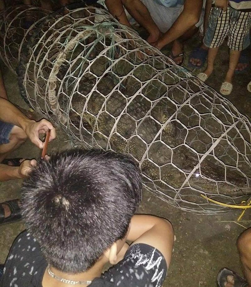 cá sấu, Hà Nội