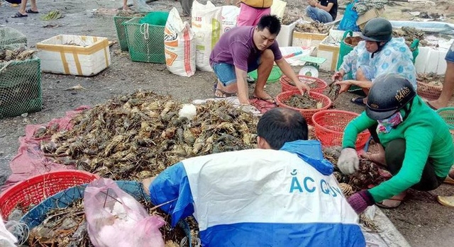 Nguy cơ bùng phát dịch bệnh nếu người nuôi tôm tiếp tục tự ý nuôi vô tội vạ không kiểm soát