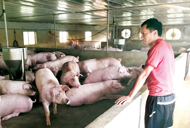 Ai khiến giá lợn hơi đảo điên? - 1