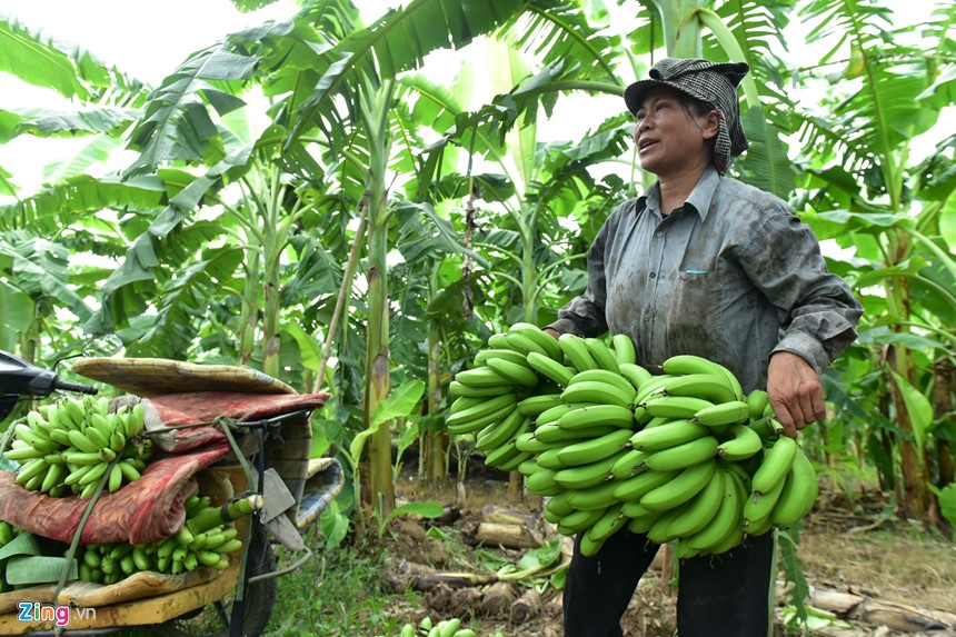 Vua chuoi Hung Yen mat ca mua lan gia hinh anh 13