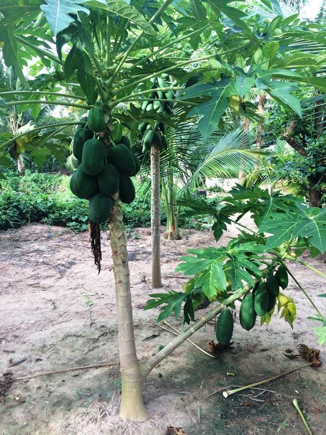  Hiện giá thu mua các giống đủ đủ truyền thống dao động từ 2.000-4.000đồng/kg 