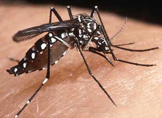  Muỗi Aedes hay còn gọi là muỗi vằn truyền bệnh sốt xuất huyết. 