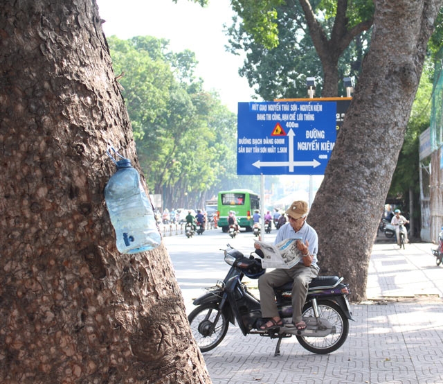 tp.hcm: “hy sinh” hang tram cay xanh de giam ach tac giao thong hinh anh 1