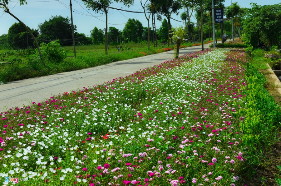 Duong hoa muoi gio doc dao nhat Ha Noi hinh anh 1